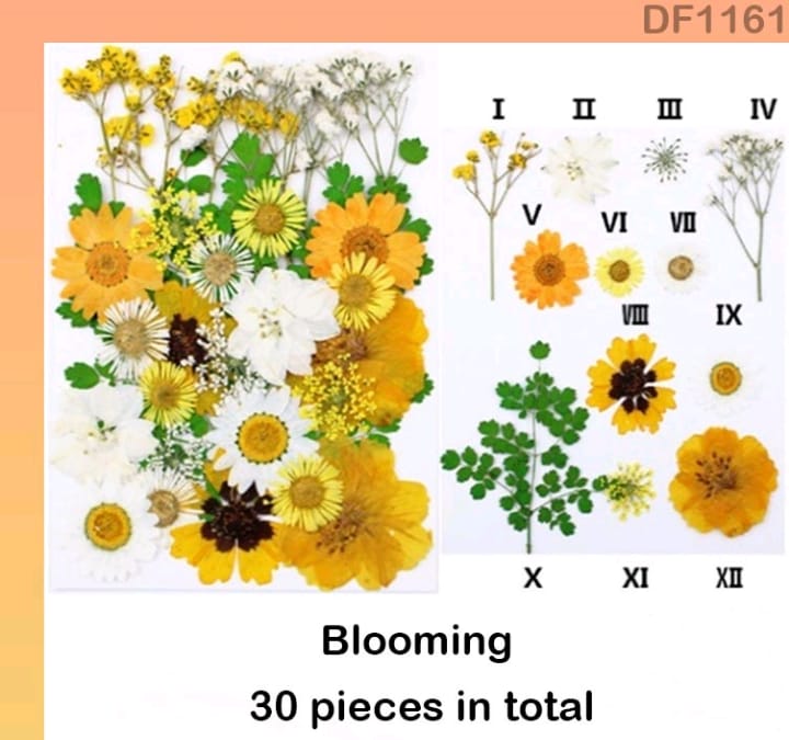 DF1161 DRY FLOWER SHEET | Dried Flower | Pressed Flowers