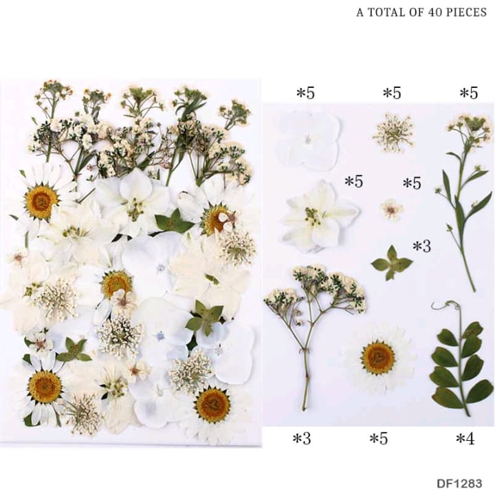 DF1283 DRY FLOWER SHEET | Dried Flower | Pressed Flowers