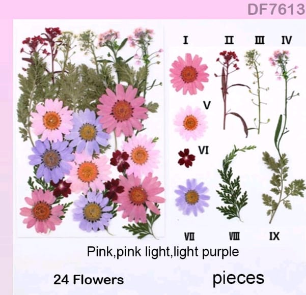 DF7613 DRY FLOWER SHEET | Dried Flower | Pressed Flowers