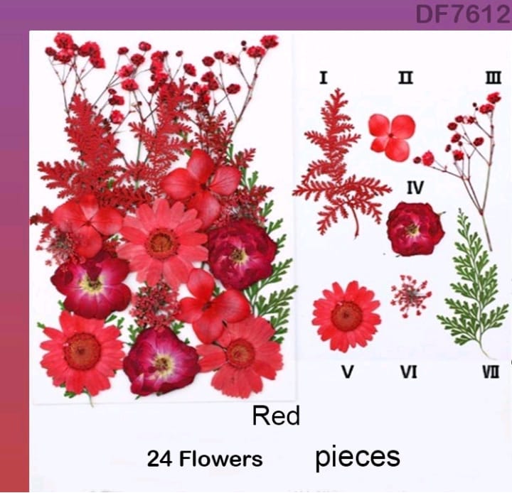 DF7612 DRY FLOWER SHEET | Dried Flower | Pressed Flowers